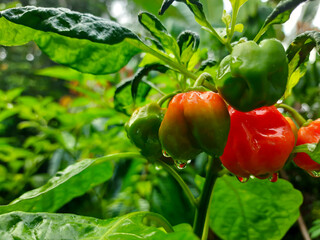 peranggi chili plants that bear lots of fruit look fresh when exposed to rainwater