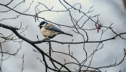 Vibrant Small Bird Perched on a Branch in England: Perfect for Nature and Wildlife Photography Enthusiasts