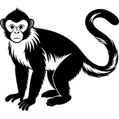 Capuchin monkey vector silhouette on white background