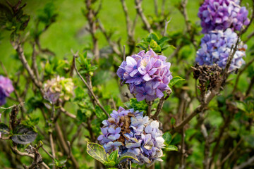 Flor Hortênsia (Hydrangea macrophylla)	
