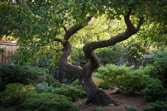 A grafted tree in a garden, its branches flourishing as new growth merges with the old