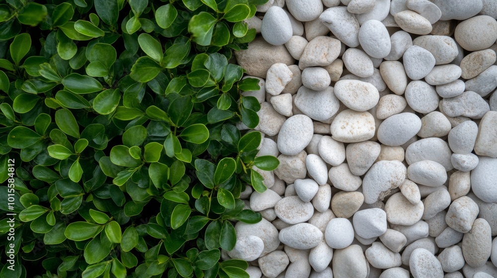 Poster a close-up view showcases a lush green bush with tiny leaves set against a neatly arranged bed of sm