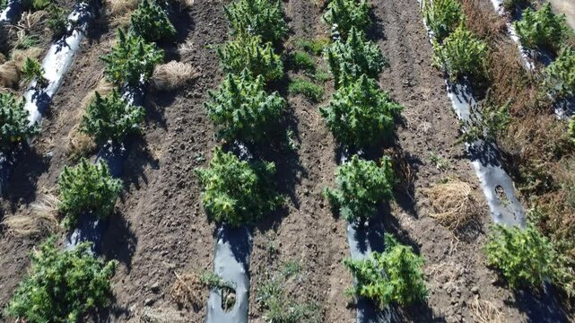 Top down view of field of budding marijuana planted neatly in rows.