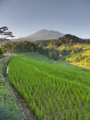 Fototapeta premium Natural view in the morning