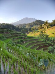 Natural view in the morning