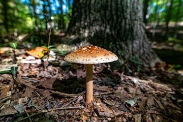 mushrooms in the forest