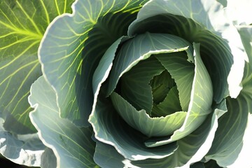 Fototapeta premium Green cabbage growing in field on sunny day, closeup