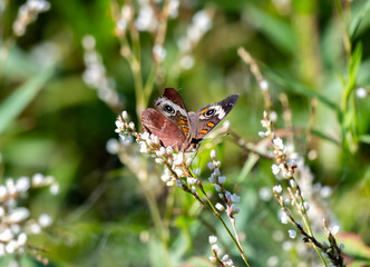 butterfly on a leaf