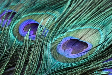 Naklejka premium Beautiful bright peacock feathers as background, closeup