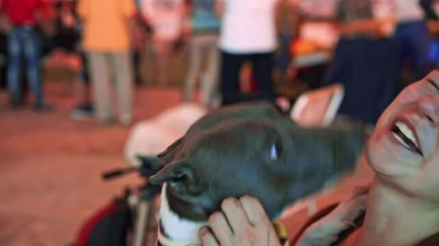 Purebred dog joyfully expresses happiness by licking face of female owner. Happy hound shows love to owner walking in lively premise