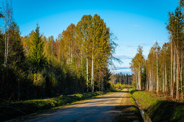 A peaceful dirt road winds through a forest in autumn, flanked by tall birch trees and lush green foliage. The warm sunlight enhances the golden leaves and shadows, creating a serene landscape.