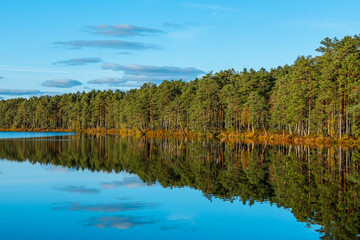 A peaceful scene featuring a calm lake reflecting a dense forest under a clear blue sky. The grassy shoreline is bathed in warm, golden light, adding depth and tranquility to the landscape.