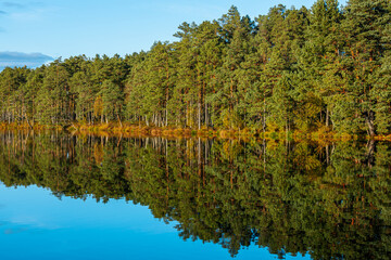 A peaceful scene featuring a calm lake reflecting a dense forest under a clear blue sky. The grassy shoreline is bathed in warm, golden light, adding depth and tranquility to the landscape.