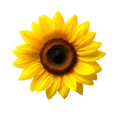 Fototapeta premium A vibrant sunflower with bright yellow petals and a dark center, showcasing the beauty of nature against a white isolated background.