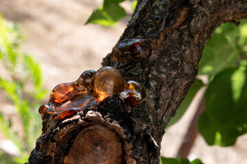 Pruned tree oozing sap