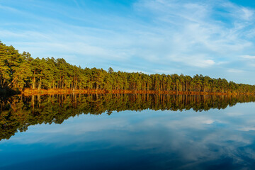 Fototapeta premium A tranquil lakeside view with tall golden grasses in the foreground and a clear reflection of trees and sky on the calm water. The blue sky and wispy clouds enhance the peaceful, natural scene.