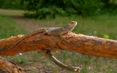 Portrait of a Bearded Dragon Lizard