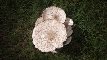 Close-up color photo looking down on a cluster of mushrooms growing in green grass