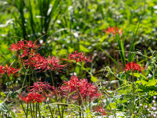 大和川の河川敷に咲いた彼岸花