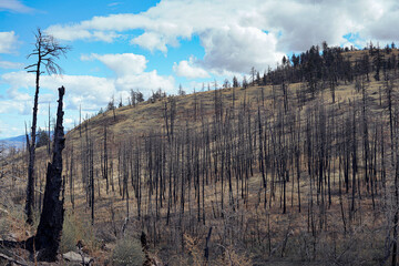 Forest Fire Leftovers