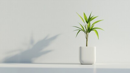 Photorealistic lucky bamboo plant in a square ceramic pot on a clean white table