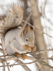 The squirrel with nut sits on tree in the winter or late autumn