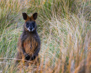 kangaroo in the grass Phillip Island Summerlands