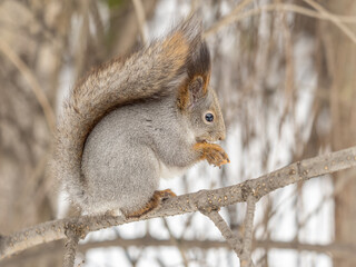 The squirrel with nut sits on tree in the winter or late autumn