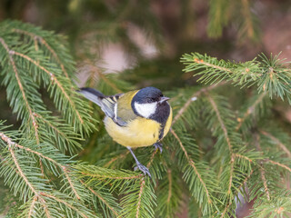 Cute bird Great tit, songbird sitting on the fir branch