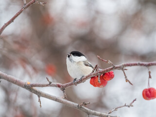 Cute bird the willow tit, song bird sitting on a branch without leaves in the winter.