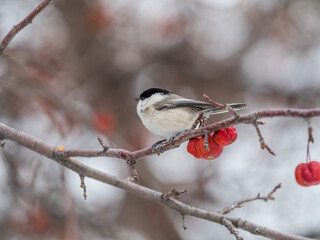 Cute bird the willow tit, song bird sitting on a branch without leaves in the winter.