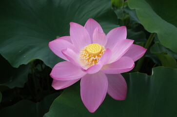 pink water lily