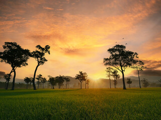 Sunbeam shining through tree sunny ray lens flare beautiful sunlight amazing landscape beauty in nature morning tranquility. Illuminated light beam pine tree woodland sunrise natural phenomenon
