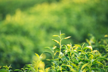 Green tea tree leaves field young tender bud herbal Green tea tree in camellia sinensis organic farm. Close up Fresh Tree tea plantations mountain green nature in herbal farm plant background morning