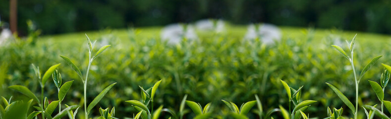 Banner Green tea tree leaves camellia sinensis organic farm sunlight. Panorama Fresh young tender bud herbal farm in morning. Banner Sunlight Green tea tree plant. Wide Green Tea Tree with copy space