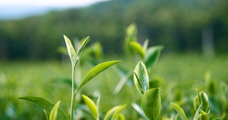 Green tea tree leaves field young tender bud herbal Green tea tree in camellia sinensis organic farm. Close up Fresh Tree tea plantations mountain green nature in herbal farm plant background morning