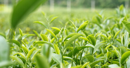 Green tea tree fresh leaves in eco herbal farm. Tree tea plantations in morning sun light....
