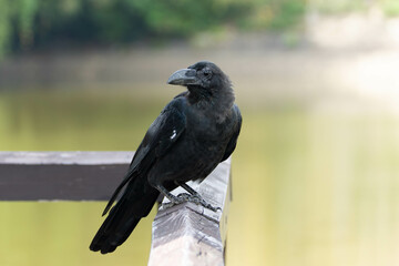 湖上の橋に佇むハシブトガラス