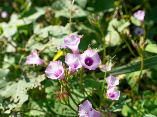 大和川の河川敷に咲くマメアサガオ