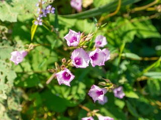 Obraz premium 大和川の河川敷に咲くマメアサガオ