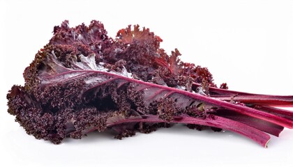 Obraz premium Red kale on white background. Red kale Isolated.