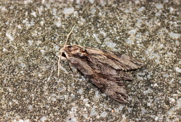 エビガラスズメ蛾の成虫が砂利入りコンクリート道路の模様と同化する様子（自然光マクロ接写）