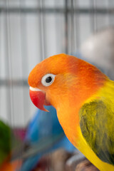 Love birds in the cage