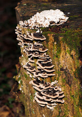上部を白いスポンジ状の幼菌に覆われるカワラタケの群生する朽木切り株（自然光＋ストロボマクロ撮影）