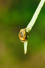 もみ手する茶色い斑入り黄色複眼のキゴシハナアブが草葉にとまっている（屋外自然光マクロ接写）