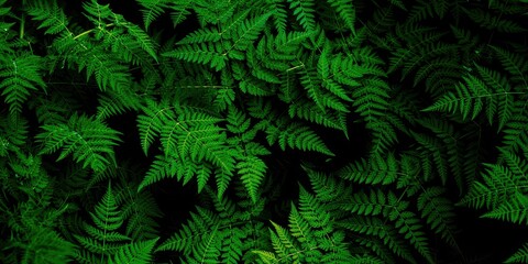 Obraz premium Lush green fern leaves in dense forest canopy - nature's verdant elegance
