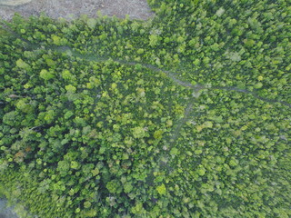 Lush jungle taken with drone from top