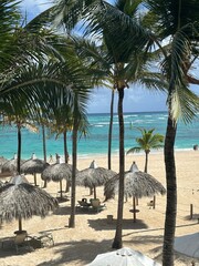 palm trees on the beach
