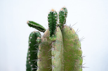 New stem growing on Cereus peruvianus cactus. These are actually clones.
