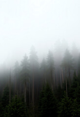 forest covered by fog landscape